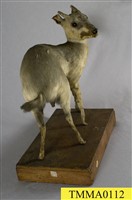 山羌藏品圖，第11張